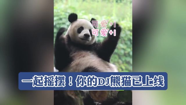 一起摇摆!你的DJ熊猫已上线