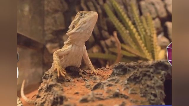 宠物的种类日益多样化,温馨提示切勿非法交易,尊重野生动物