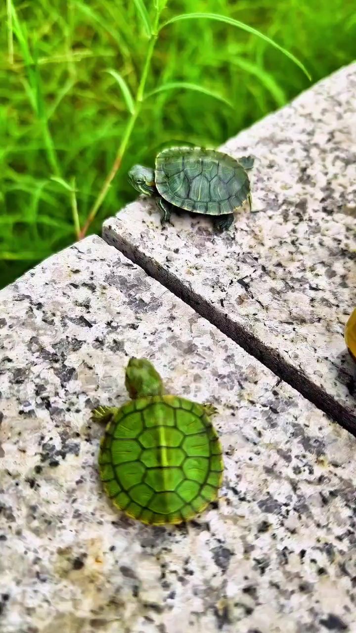 龟龟98 #宠物龟#龟妈妈和龟宝宝的搞笑对话