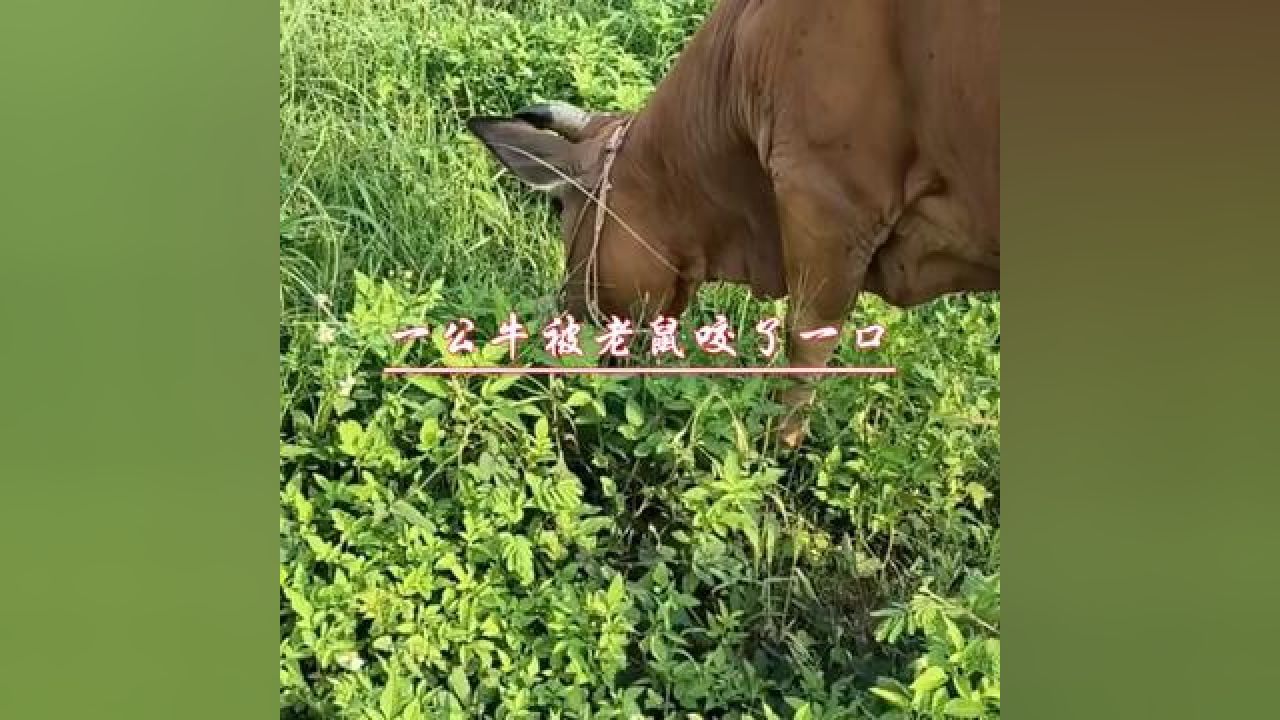 自然纪录片#公牛