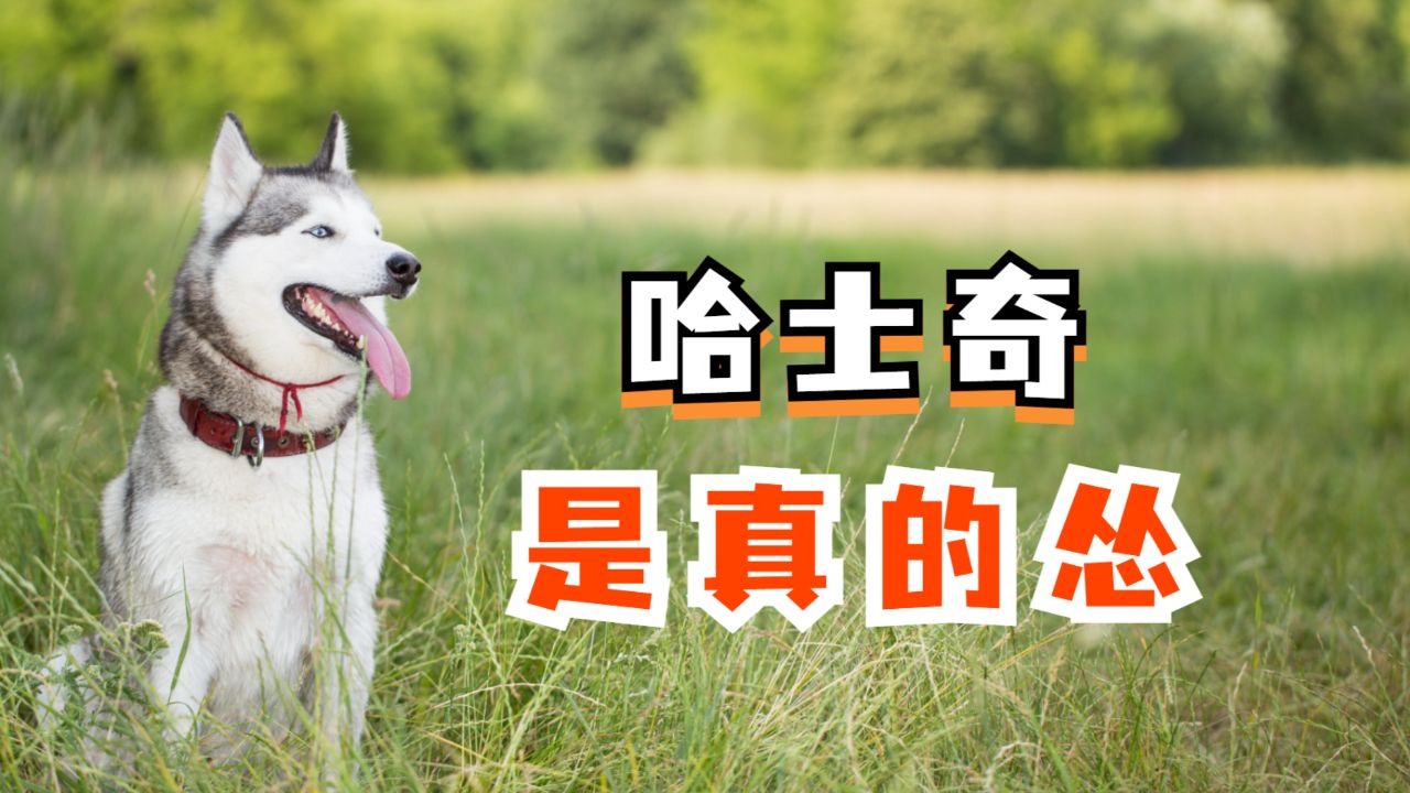 哈士奇不是真的怂?他就是一只怂货!