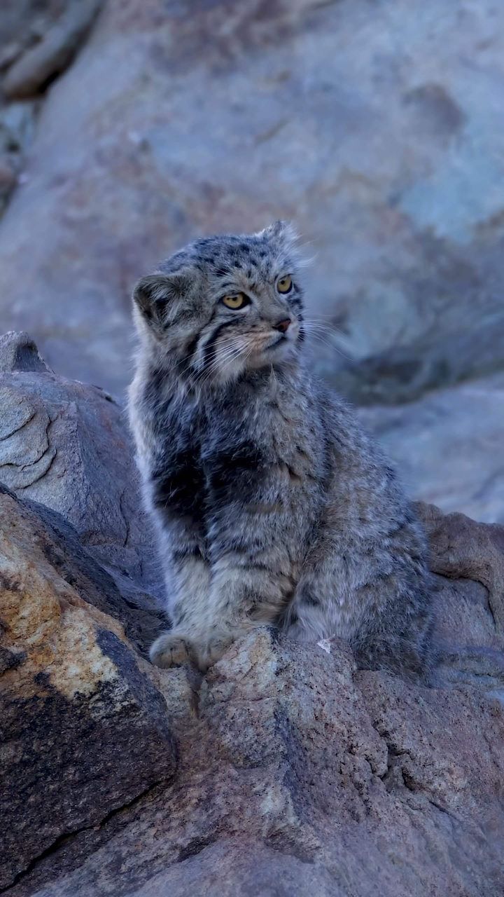 兔狲是一种独特而迷人的动物,看它那憨态可掬的样子