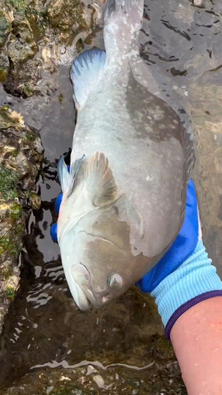 赶海 富贵今天赶海抓到一条漂亮的蓝瓜子石斑鱼,还有大龙虾