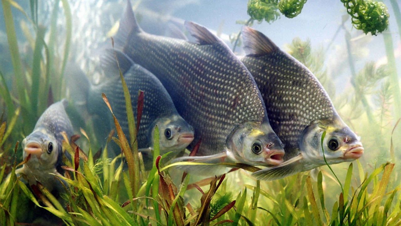 野钓鳊鱼的5个要领,学会以后钓到爆护