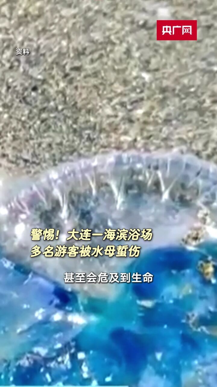 水母图片大全大图伤人图片