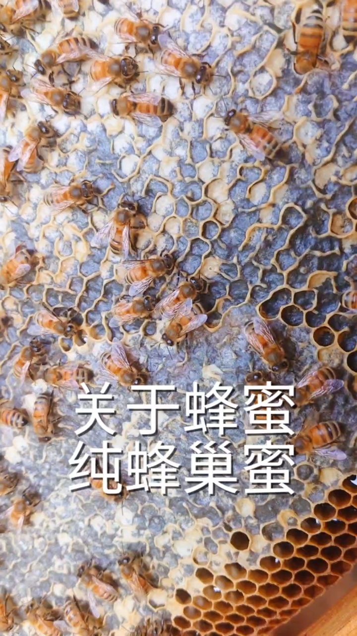 梦见蜂蜜和蜂巢被我拌在了地上(梦见蜂蜜倒在地上)