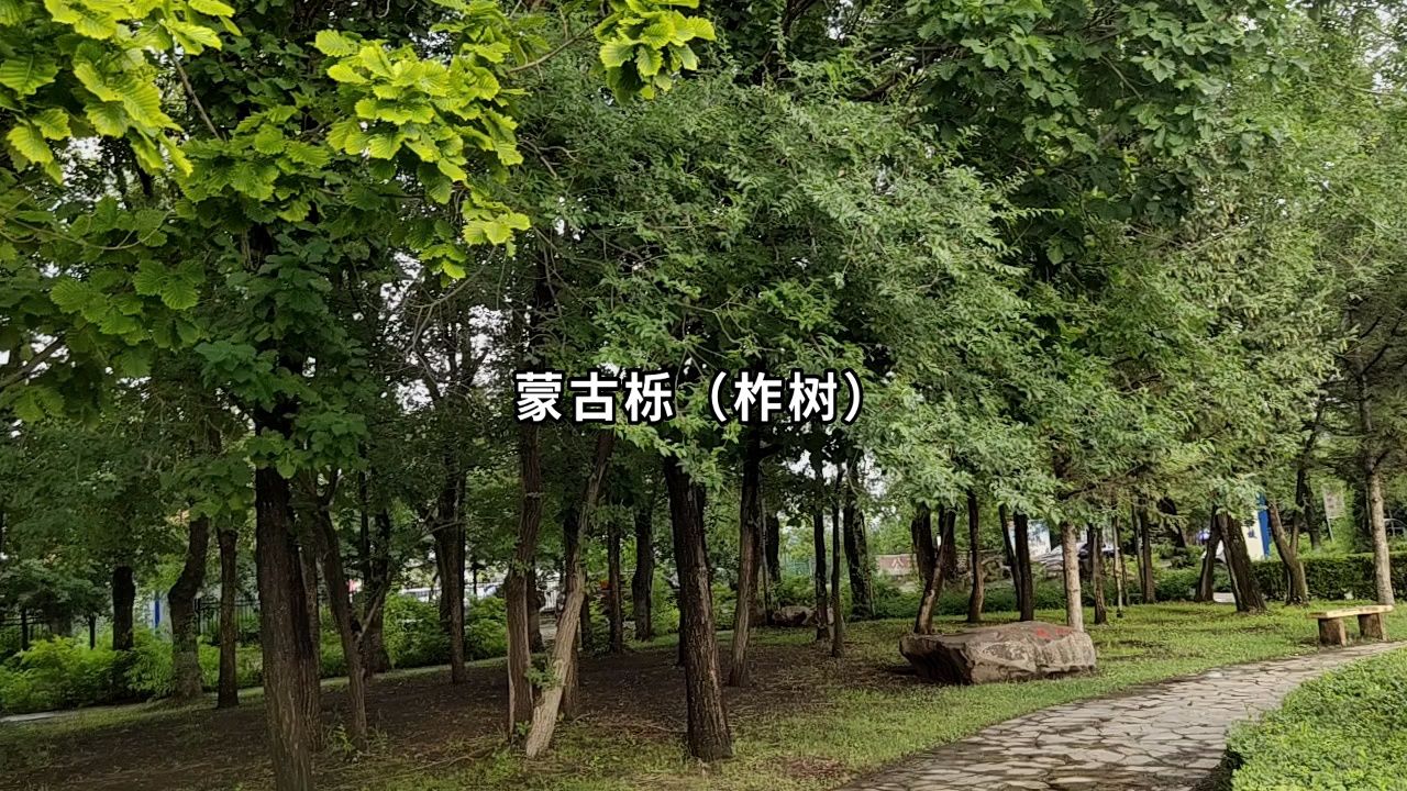 蒙古栎(柞树)_高清1080P在线观看平台_腾讯视频