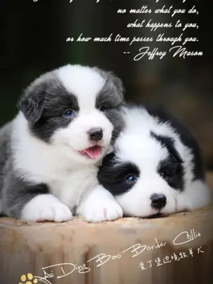 边境牧羊犬美图大集合,随时停下都是靓狗!