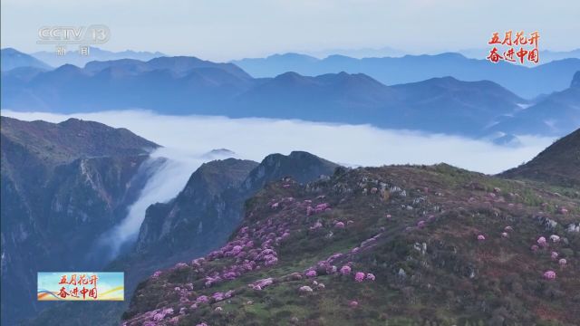 五月花开 大美中国 重庆巫溪 云海与花海相遇 游人与春天相拥