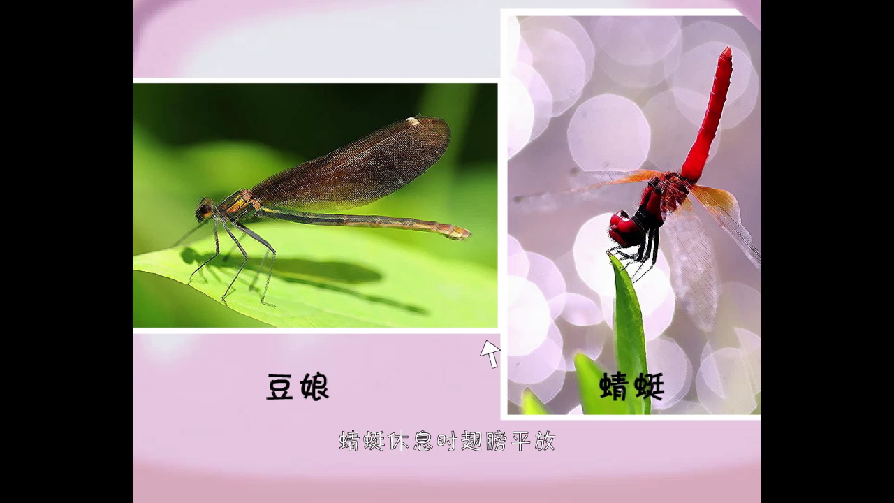 乐儿科普动漫第三季 9集