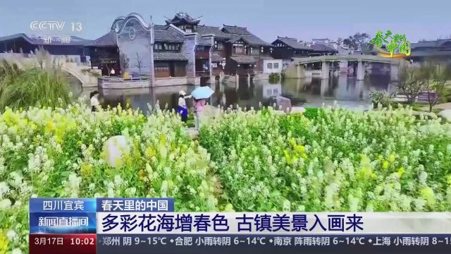 春天里的中国 四川宜宾 多彩花海增春色 古镇美景入画来