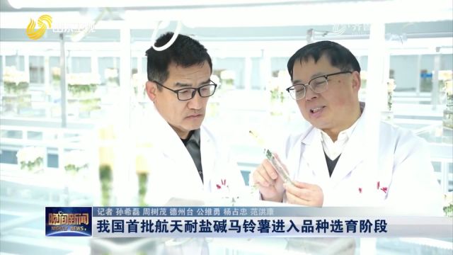 我国首批航天耐盐碱马铃薯种子完成交接,进入品种选育阶段