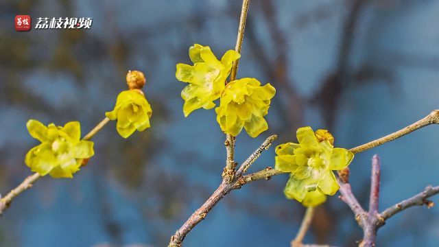 蜡梅花开春光近!22秒沉浸式欣赏蜡梅凌寒绽放