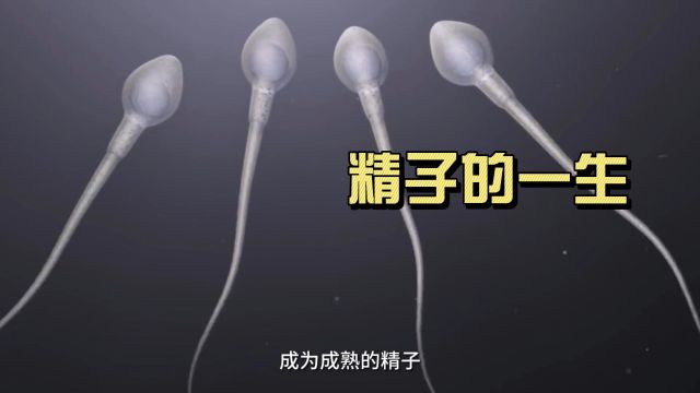 精子的一生都经历了什么?