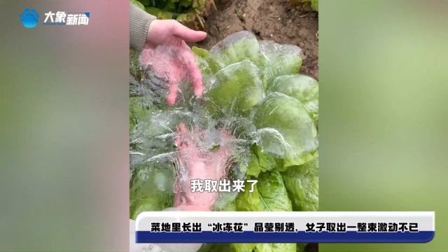 菜地里长出“冰冻花”晶莹剔透,女子取出一整束激动不已