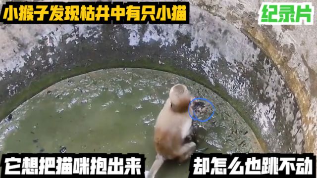 小猴子发现枯井中有只小猫,它想把猫咪抱出来,却怎么也跳不动!纪录片