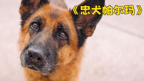 真实事件改编，狗狗被主人抛弃，在机场等了两年《忠犬帕尔玛》