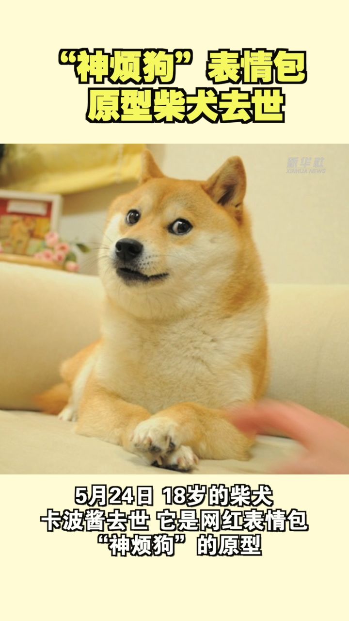 谢谢她给世界带来过快乐!"神烦狗"表情包原型柴犬去世
