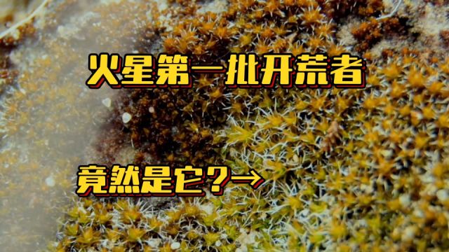 火星第一批开荒者,竟然是它?