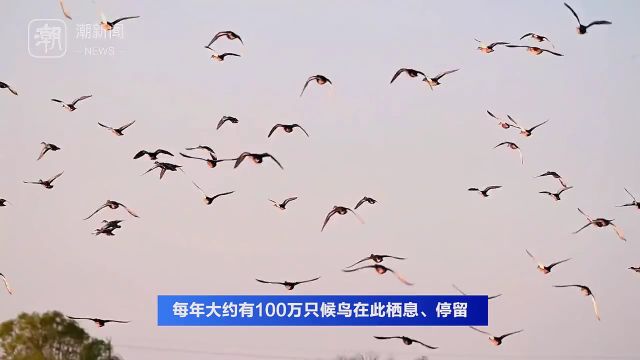 候鸟天堂 杭州湾湿地入选首批候鸟重要栖息地