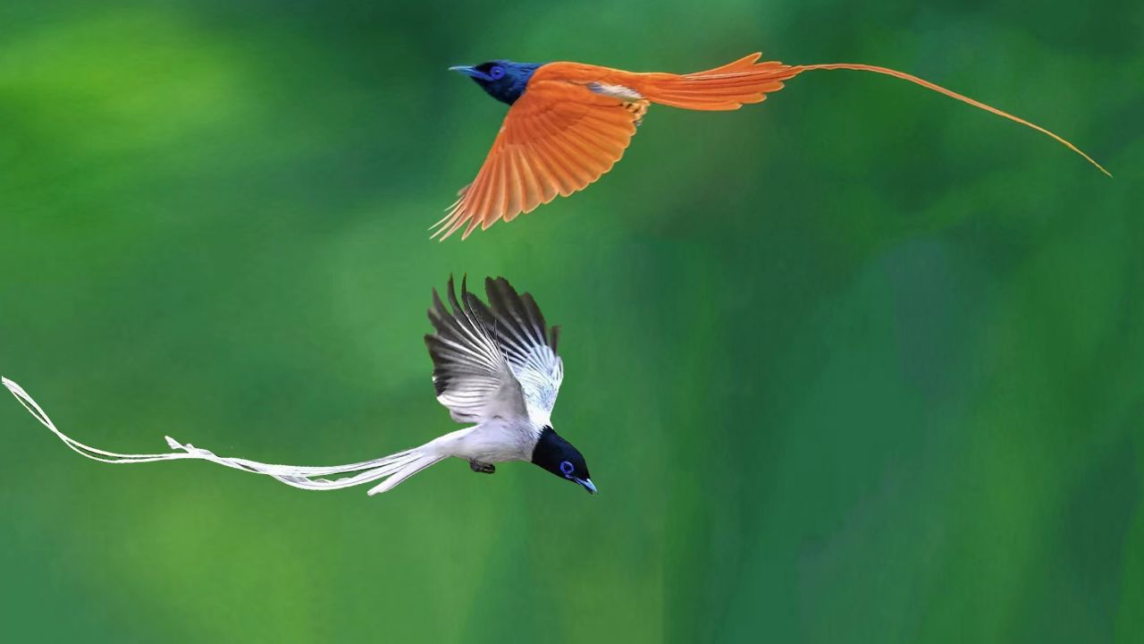 寿带现北京,两种颜色的寿带鸟比美求偶,凤凰般的飞翔姿态太美了