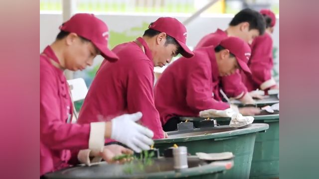 着重培养炒茶“双面手” 浙江省举行龙井茶炒制技能大赛