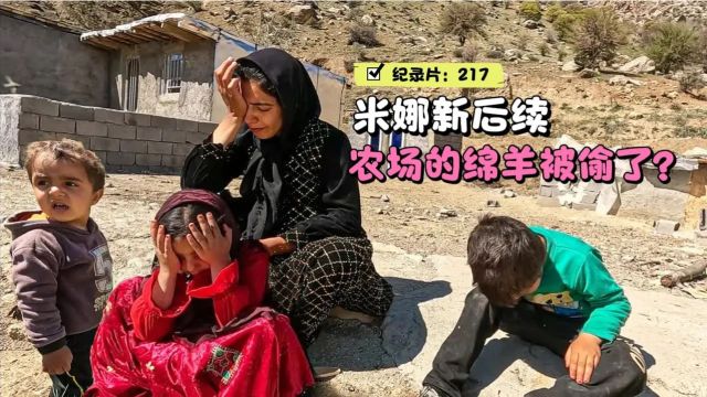 米娜离开丈夫第239天,农场里的绵羊被偷了,她能否找回呢?