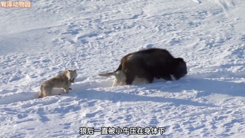 狼夫妻共同捕猎,却没想到,狼王临阵脱逃,狼后孤身搏斗命悬一线_高清1080P在线观看平台_腾讯视频