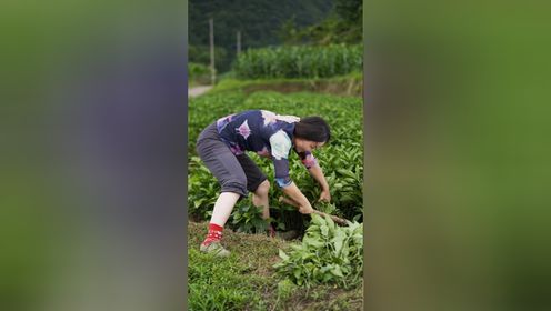 中国非遗蜡染古老的染制工艺，源自于生活，继承于传统。_高清