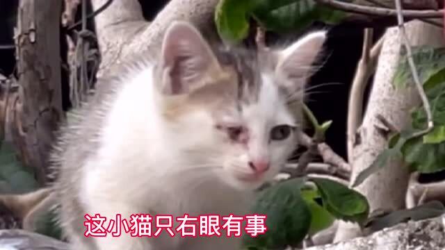 生病小猫躲得非常隐蔽,小伙用母猫叫声成功引出,终于吃上药