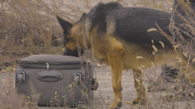 东北警犬秀实战绝技 危险在即它能否搜到隐藏爆炸物