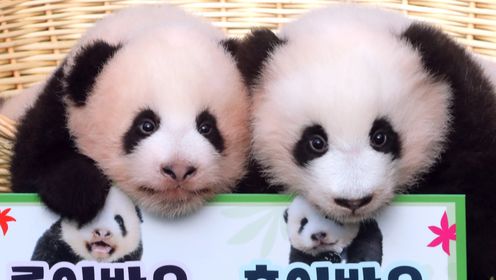 旅韩双胞胎大熊猫宝宝公开亮相,呆萌可爱似糯米团子