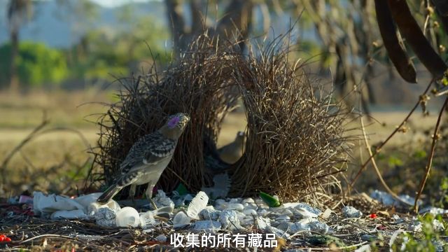 用真心换渣男,精通社会工程学的渣鸟