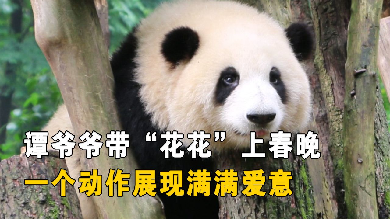 谭爷爷带“花花”上春晚！一个动作展现满满爱意，不愧是亲孙女_高清1080P在线观看平台_腾讯视频