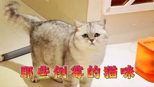 盘点猫咪的倒霉瞬间，小猫咪可以有多倒霉，请原谅我不厚道的笑了