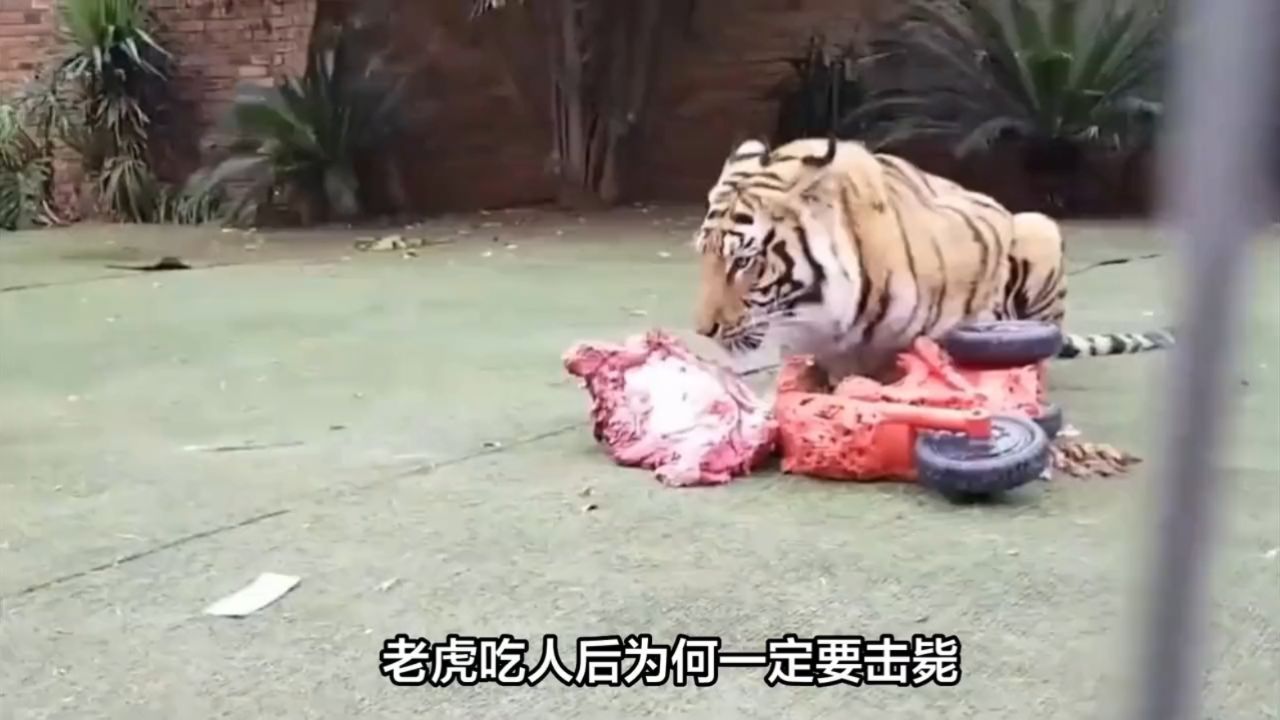 老虎吃人后是否会上瘾?科学解析这一现象