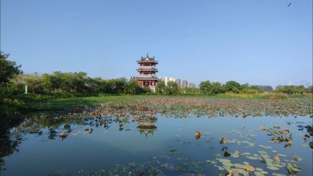 周末漫步东莞华阳湖荷塘莲韵景区