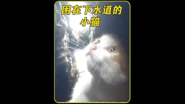 小猫用jiojio拍打着好心人的手,