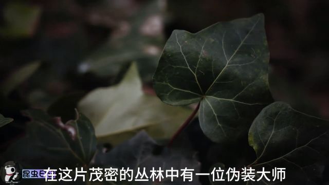 伪装大师,竹节虫