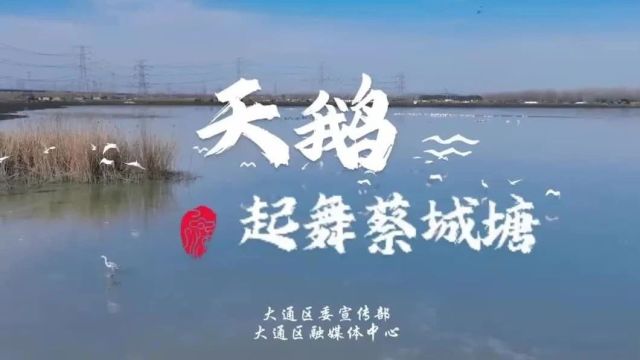 楚风汉韵 山水淮南 |天鹅起舞蔡城塘