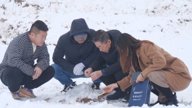 东营市东营区:农技服务进田间 “把脉问诊”确保小麦安全越冬