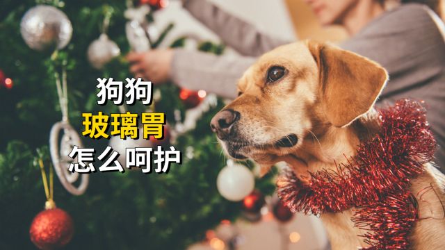 狗狗玻璃胃怎么呵护