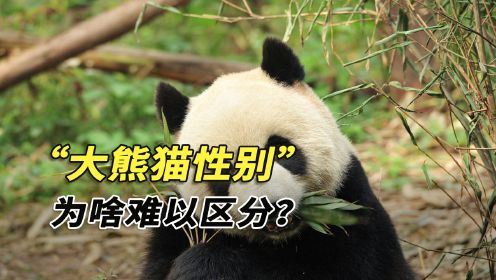 大熊猫“和叶”变萌妹，为啥熊猫性别难以区分？连饲养员都被骗了