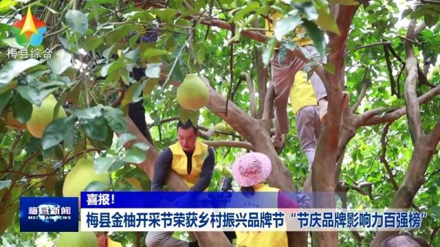 喜报!梅县金柚开采节荣登乡村振兴品牌节“节庆品牌影响力百强榜”