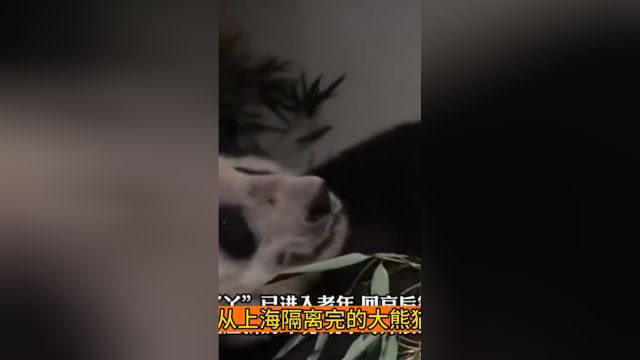 丫丫肉眼可见地胖了啃着竹笋笑成了表情包,再也不用跪地乞食了.1