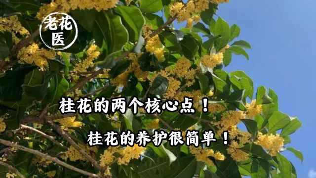 桂花的两个核心点!桂花的养护很简单!