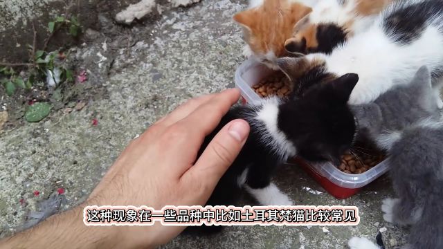 小猫的眼睛是什么颜色