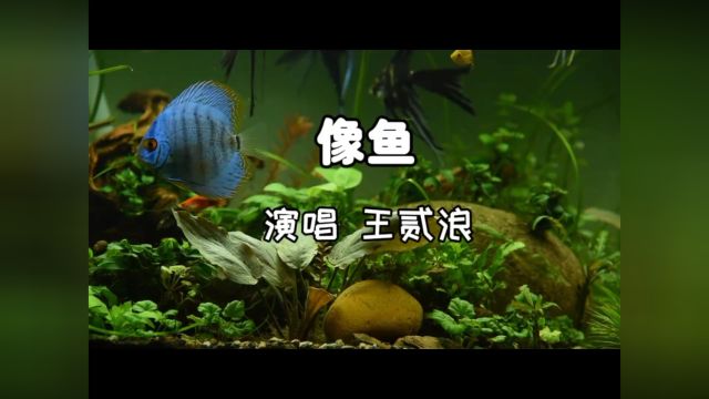 王贰浪演唱《像鱼》