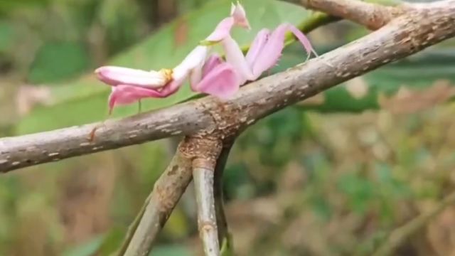 云南宁洱:“行走的粉色小花”——兰花螳螂