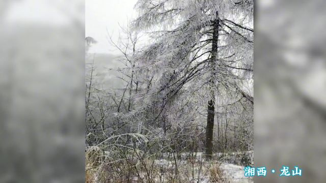 下雪啦!花垣、保靖、古丈、龙山各地迎来降雪